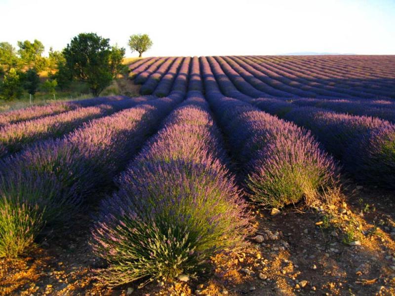 L'aixalte - T2, Vieille * Aix-en-Provence